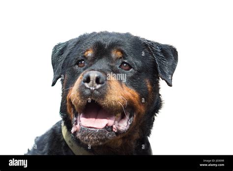 Rottweiler Hund Portrait Nahaufnahme Isoliert Auf Weiss