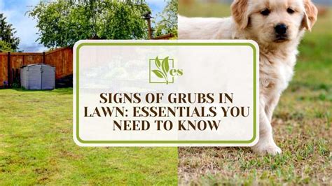 8 Signs Of Grubs In Lawn Essentials You Need To Know Evergreen Seeds