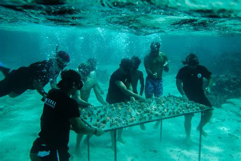 Pro Surfers Help Restore Reefs In French Polynesia