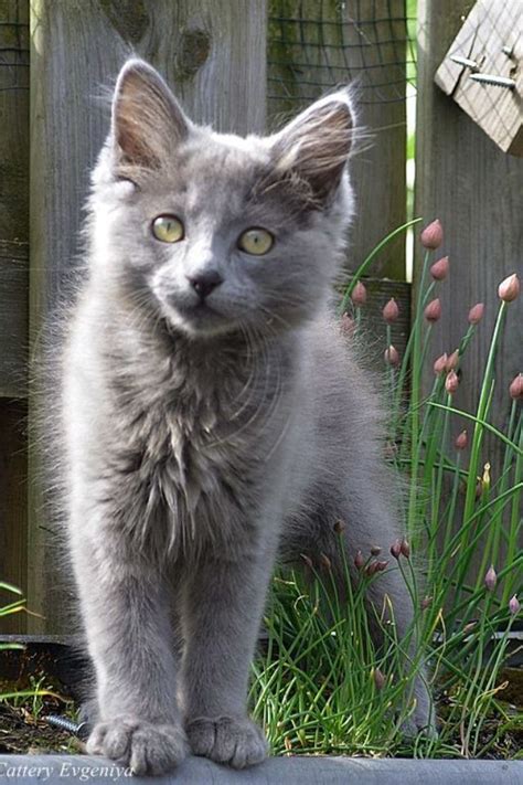 After world war ii, this breed was further developed in russia and scandinavia. 20 Most Popular Long Haired Cat Breeds - Grey Cat - Ideas ...