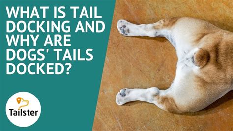 What Is Tail Docking And Why Are Dogs Tails Docked