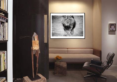 Shane Russeck Panthera Leo 50x60 Black And White Photography Photograph Lion Unsigned Art