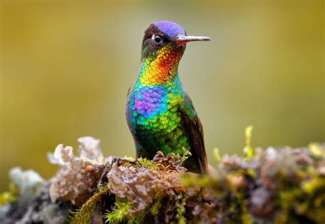 Hummingbirds Have More Colors Than All Other Birds Combined