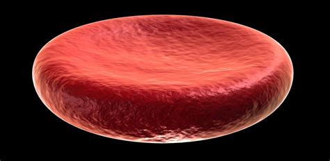Synthetic Red Blood Cells Mimic Natural Ones And Have New Abilities
