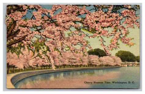 Washington Dc Japanese Cherry Blossom Time Linen Postcard Posted 1942
