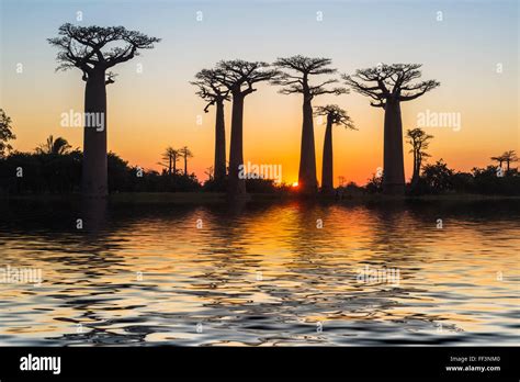 Baobab Trees Adansonia Grandidieri Reflecting In The Water At Sunset