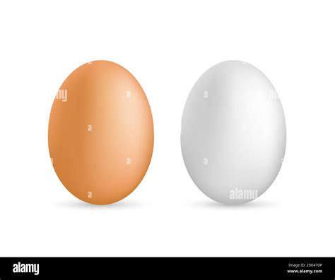 Two Vector Realistic White Eggs Isolated Eggs On White Background