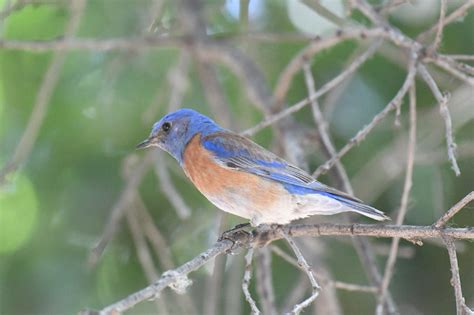 mysite | Birds of San Jose, CA