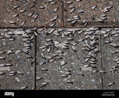 Winged Termites Swarming On A Walkway Usa May 7 2013 © Katharine