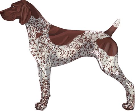 When the right to hunt game was no longer restricted to colour: German Shorthaired Pointer Information