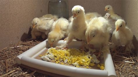 How To Grow Chickens Fast Youtube