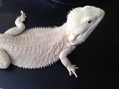 Gallery Bearded Dragon Breeders Canada