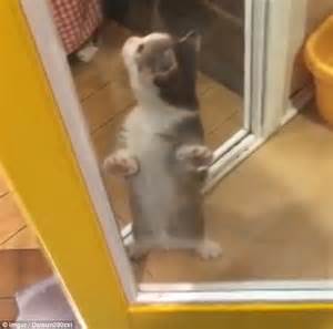 Kitten Bounces For Joy Balancing Giving Its Owner A Welcome Home
