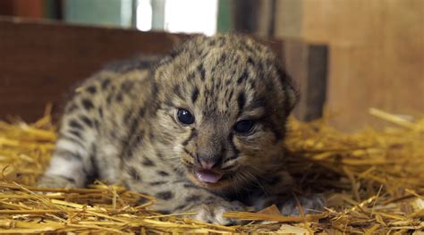 Snow Leopard Cub Born At The Sanctuary The Big Cat Sanctuary
