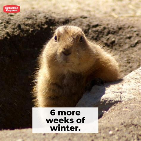 Punxsutawney Phil The Weather Predicting Groundhog Came Out During