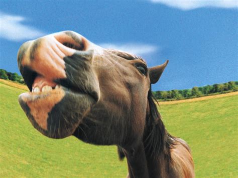 Funny Horses Wallpapers Entertainment Only