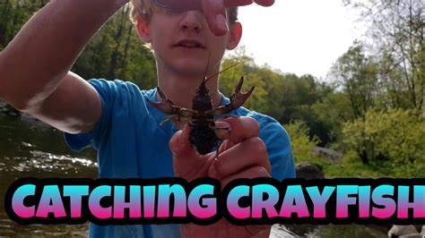 Catching Crayfish YouTube