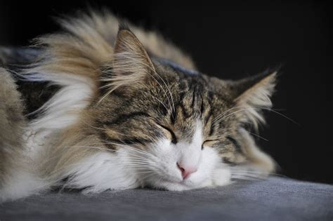 8 Pictures That Prove Norwegian Forest Cats Are The Most Beautiful