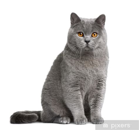 Renowned cat fancier harrison weir once described british shorthair cats as ordinary garden cats, but he did so with great admiration and. Sticker Vooraanzicht van de Britse korthaar kat, zittend ...