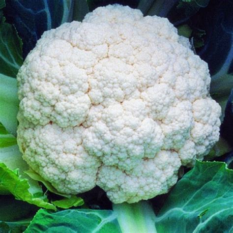 Minuteman Cauliflower Plants For Sale Free Shipping