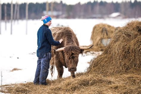 Female Cattle Farmer Del Colaborador De Stocksy Andreas Gradin