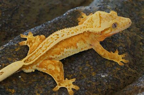 Owned By Northern Virginia Geckos Crested Gecko Cute Gecko Lizard