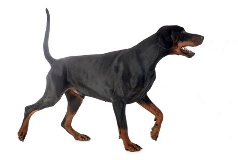 Doberman Tail Docking Pros And Cons Should You Do It Doberman Planet