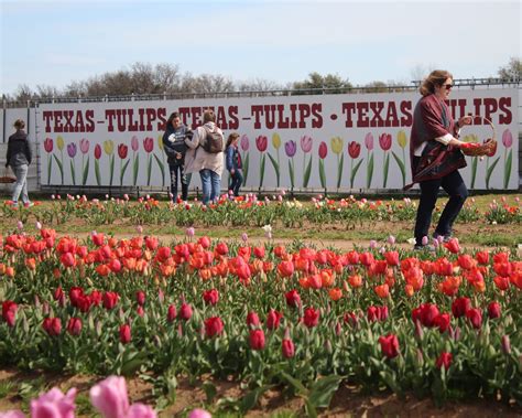 Texas Tulips Visit Pilot Point