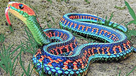 15 Rarest Snakes In The World Youtube