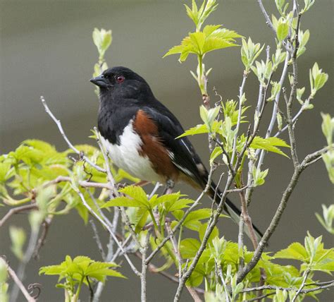 Popular Backyard Birds Of West Virginia With Pictures Birdwatching