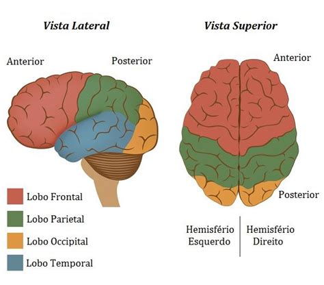 Cérebro Toda Matéria Anatomia Do Cérebro Humano Anatomia Do