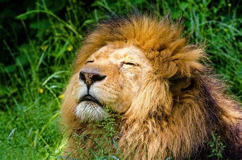 Animals Muzzle Lion Predator Mane Hd Wallpaper Pxfuel