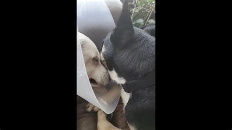 Pooch Named Diesel Helps Cheer Up His Doggo Bro Lolo In The Gentlest