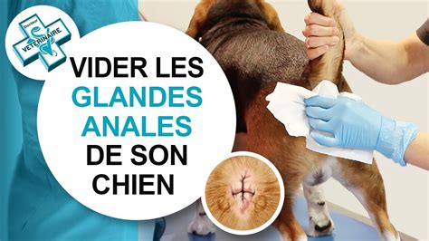 Tuto Véto Comment Vider Les Glandes Anales Dun Chien Conseils Vétérinaires Youtube