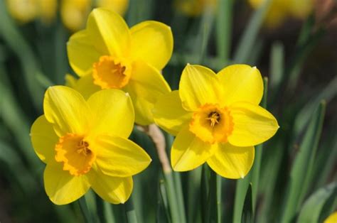 I fiori di questo gruppo sono simili al narciso triandrus, generalmente con più fiori penduli per scapo e spesso con tepali retroflessi. Fiori Gialli Piccoli Simili Ai Narcisi : Fiori Gialli ...