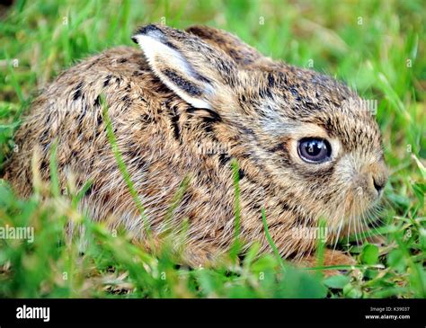 Baby Hare High Resolution Stock Photography And Images Alamy