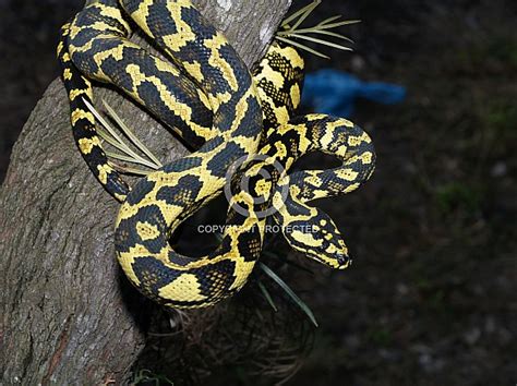 100% het axanthic (jungle line). Jungle Carpet Python - Wildlife Reference Photos for Artists