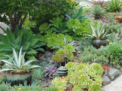 A Guide To Creating A Succulent Garden World Of Succulents