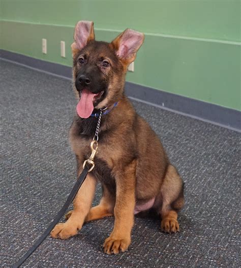 Legend Male German Shepherd Puppy We Raised And Trained For Sale