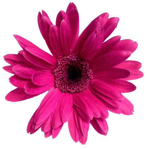 Free Pink Flower Transparent Background Download Free Pink Flower