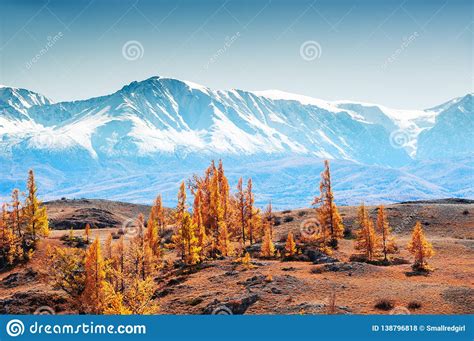 Snow Covered Mountains And Autumn Trees In Altai Siberia