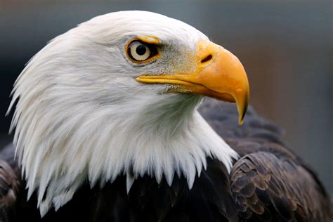 Americas Birds Are Disappearing Fast The National Interest