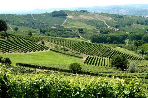 Vineyards In Piemonte Italy Paysage Viticole Du Piémont Langhe