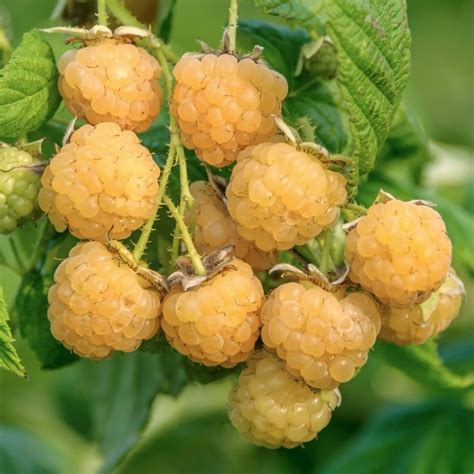 Raspberry All Gold Fruit Plant In 3l Pot Free Uk Delivery