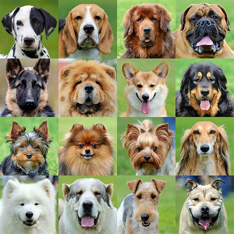 Do You Know The 20 Most Popular Dog Breeds Of 2020 Petpress