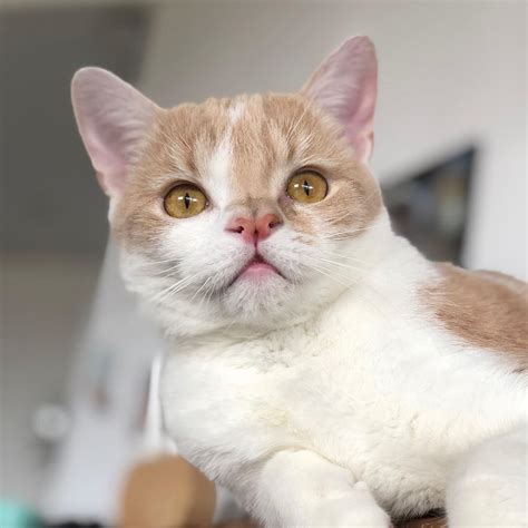 A pregnant cat may come into contact with a virus or experience a. Meet The Adorable Cat With Cerebellar Hypoplasia And A ...