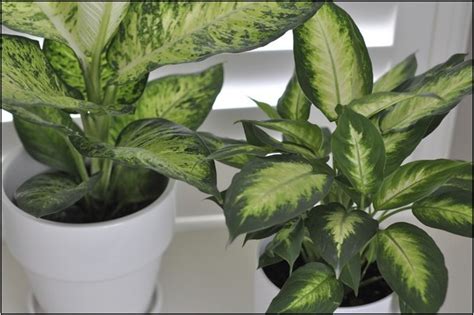 Common Large Leaf House Plants Home Improvement