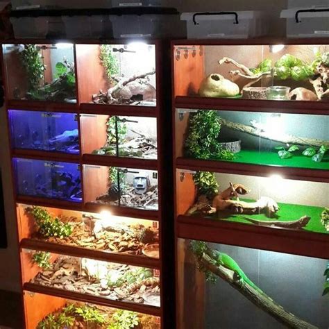 Diy reptile decor is a full hd video. 1000 Images About Diy For The Reptile Hobbyist On by 1000 Images About Diy For The Reptile ...