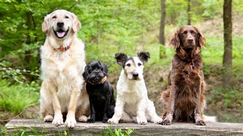 How Do I Choose The Right Dog Breed For My Lifestyle