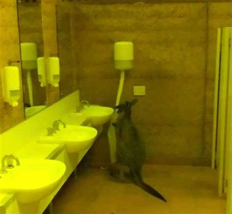 Moment British Backpackers Find Kangaroos Eating Their Toilet Roll Metro News